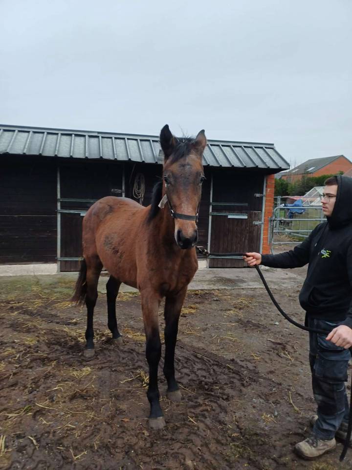 Filly Zangersheide For sale 2024 Dark Bay