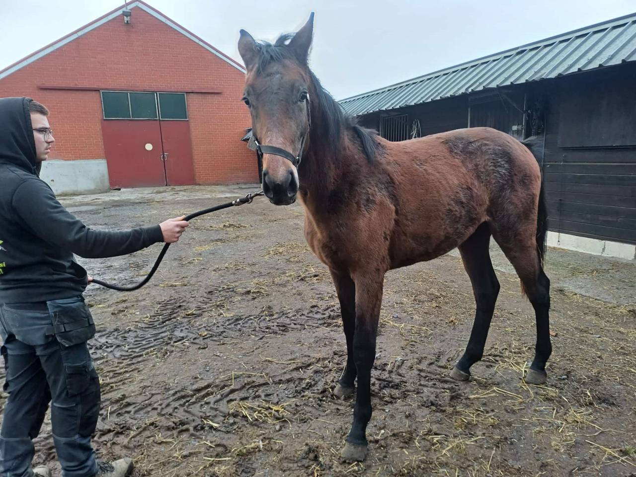 Filly Zangersheide For sale 2024 Dark Bay