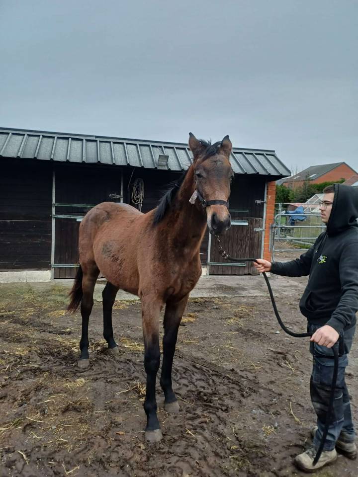 Filly Zangersheide For sale 2024 Dark Bay