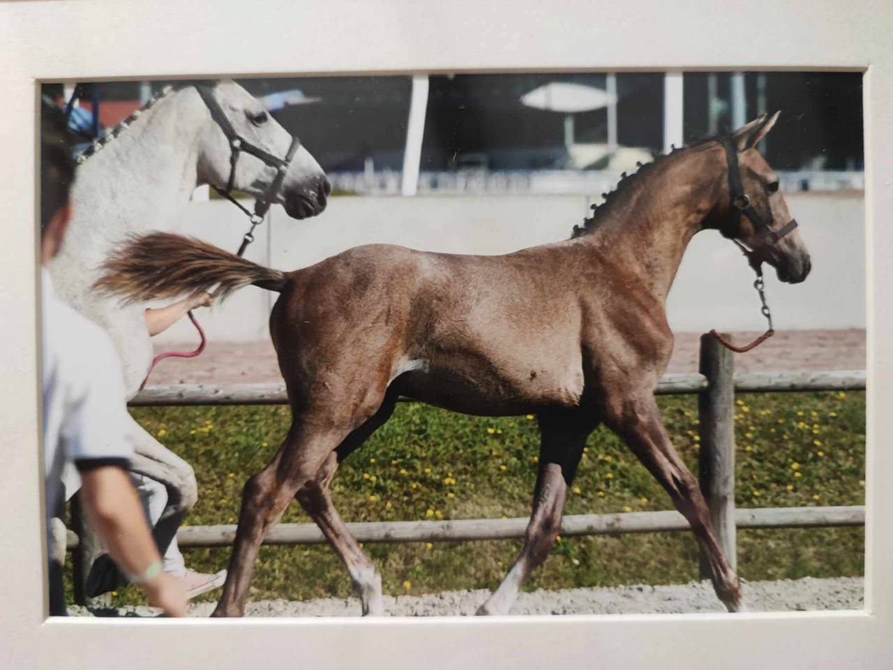 Colt Zangersheide For sale 2023 Red roan