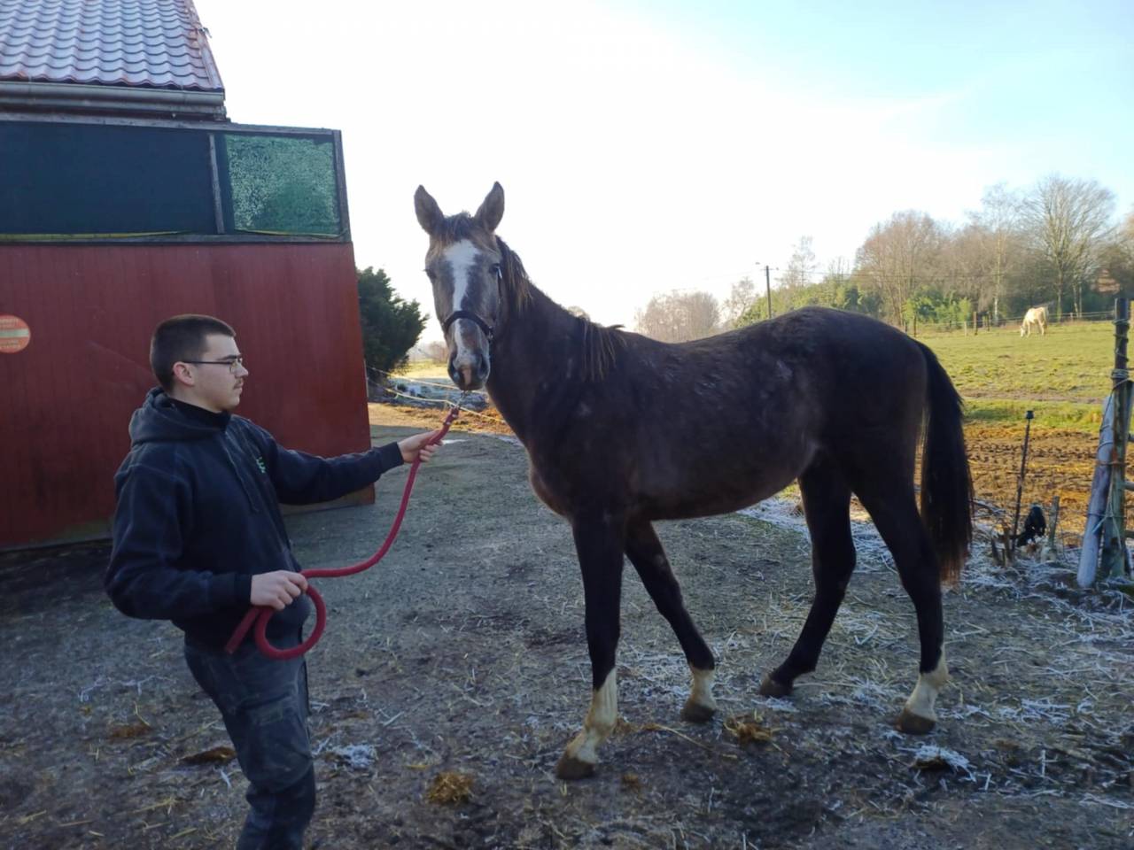 Colt Zangersheide For sale 2023 Red roan