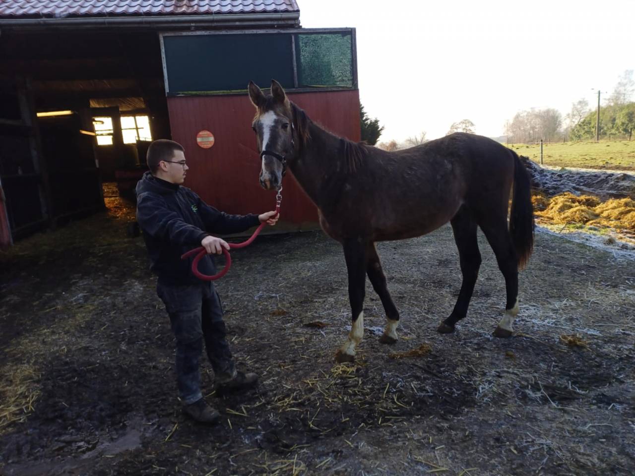 Colt Zangersheide For sale 2023 Red roan