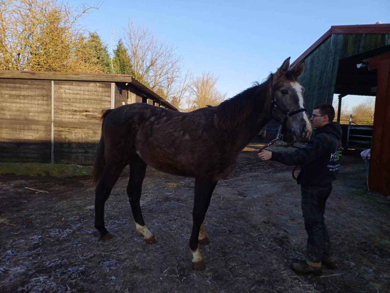 Colt Zangersheide For sale 2023 Red roan