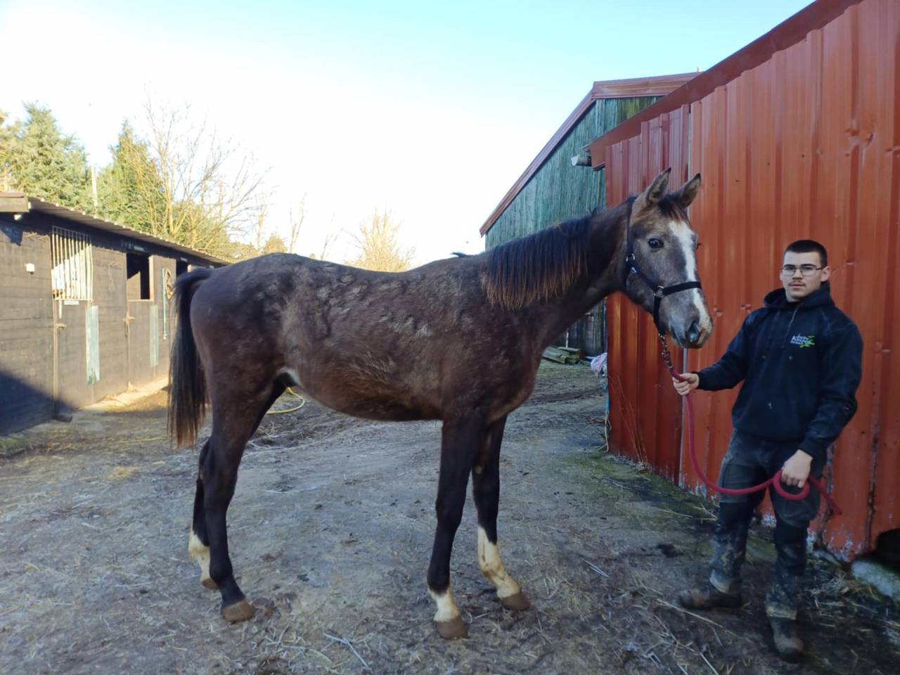 Colt Zangersheide For sale 2023 Red roan