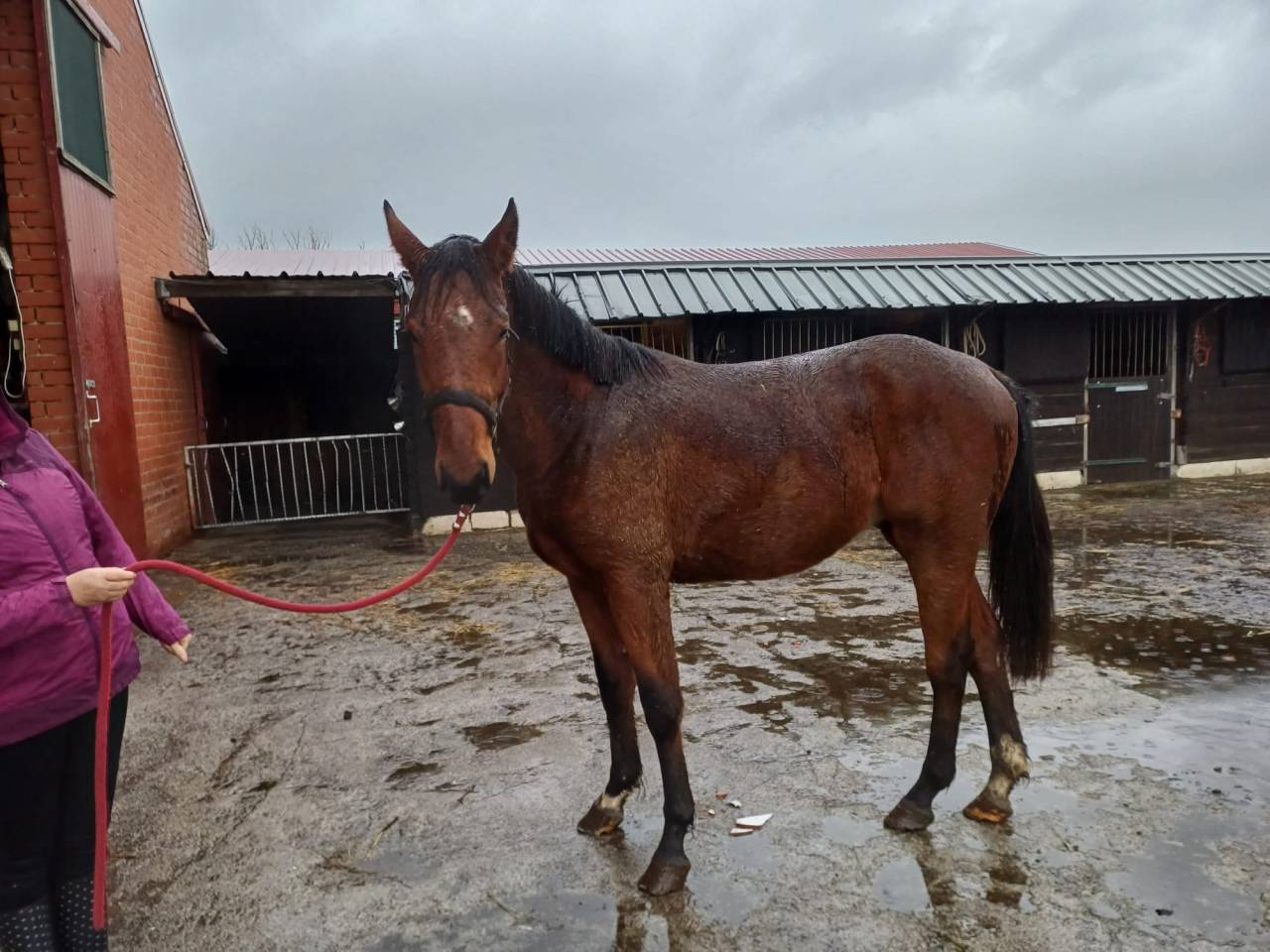 Entire Zangersheide For sale 2023 Bay