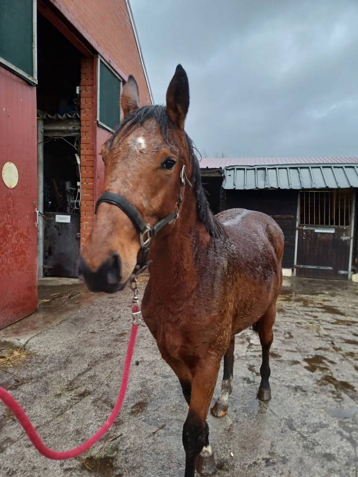 Entire Zangersheide For sale 2023 Bay