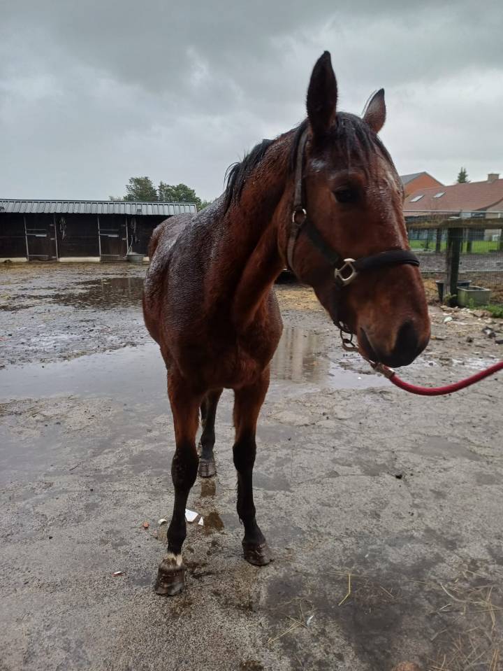 Entire Zangersheide For sale 2023 Bay