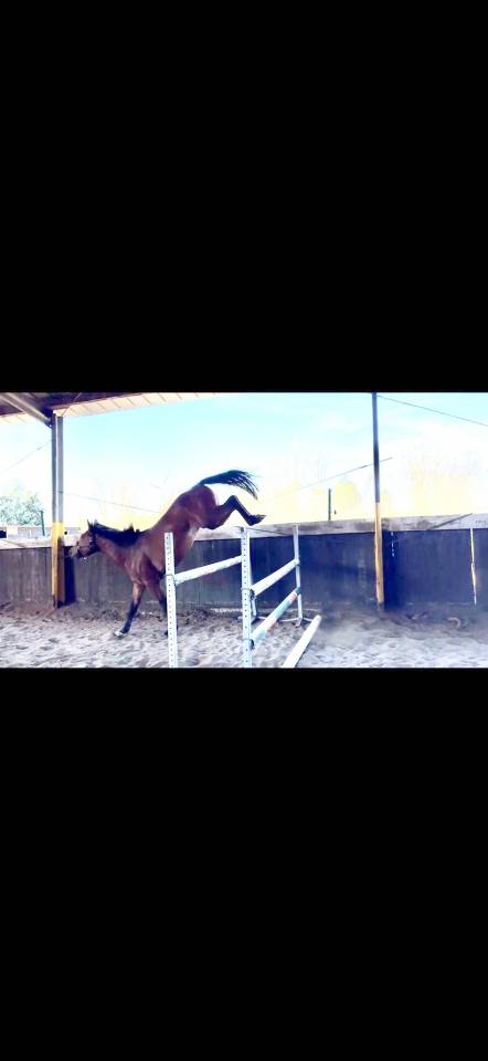 Entire Zangersheide For sale 2023 Bay