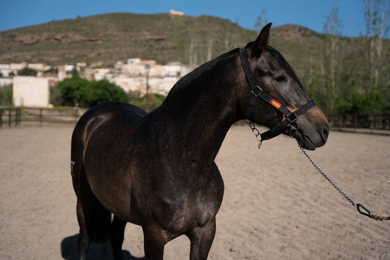 Mare PRE Pure Spanish Bred For sale 2018 Other color