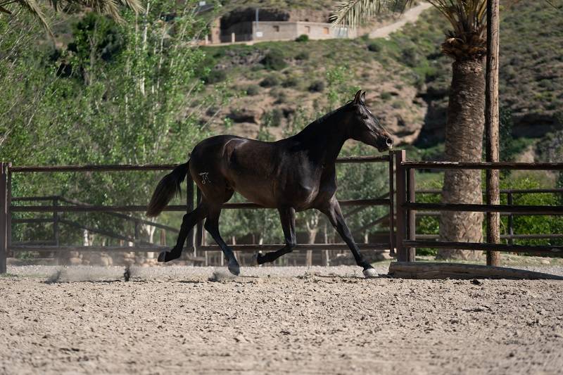 Mare PRE Pure Spanish Bred For sale 2018 Other color