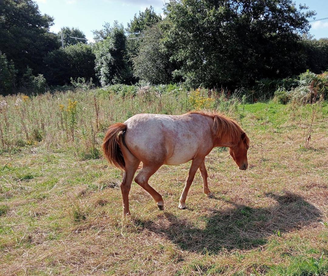 Filly Curly For sale 2022 Roan