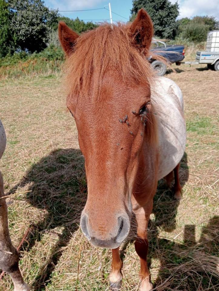 Filly Curly For sale 2022 Roan