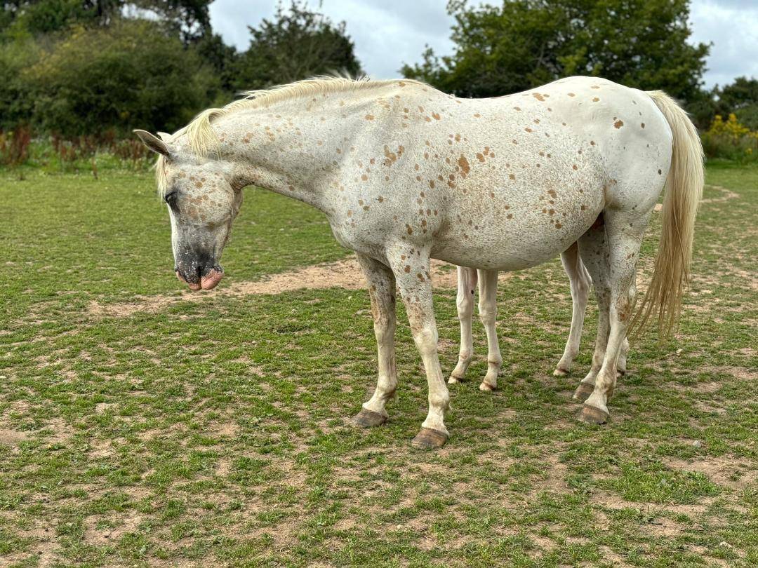 Mare Saddle Horse For sale 2014 Appaloosa