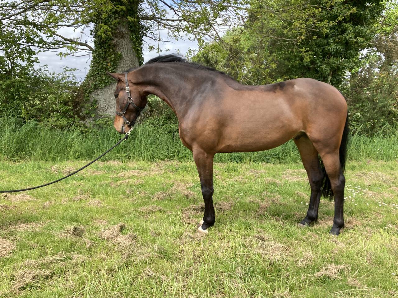 Gelding Selle Français For sale 2019 Bay