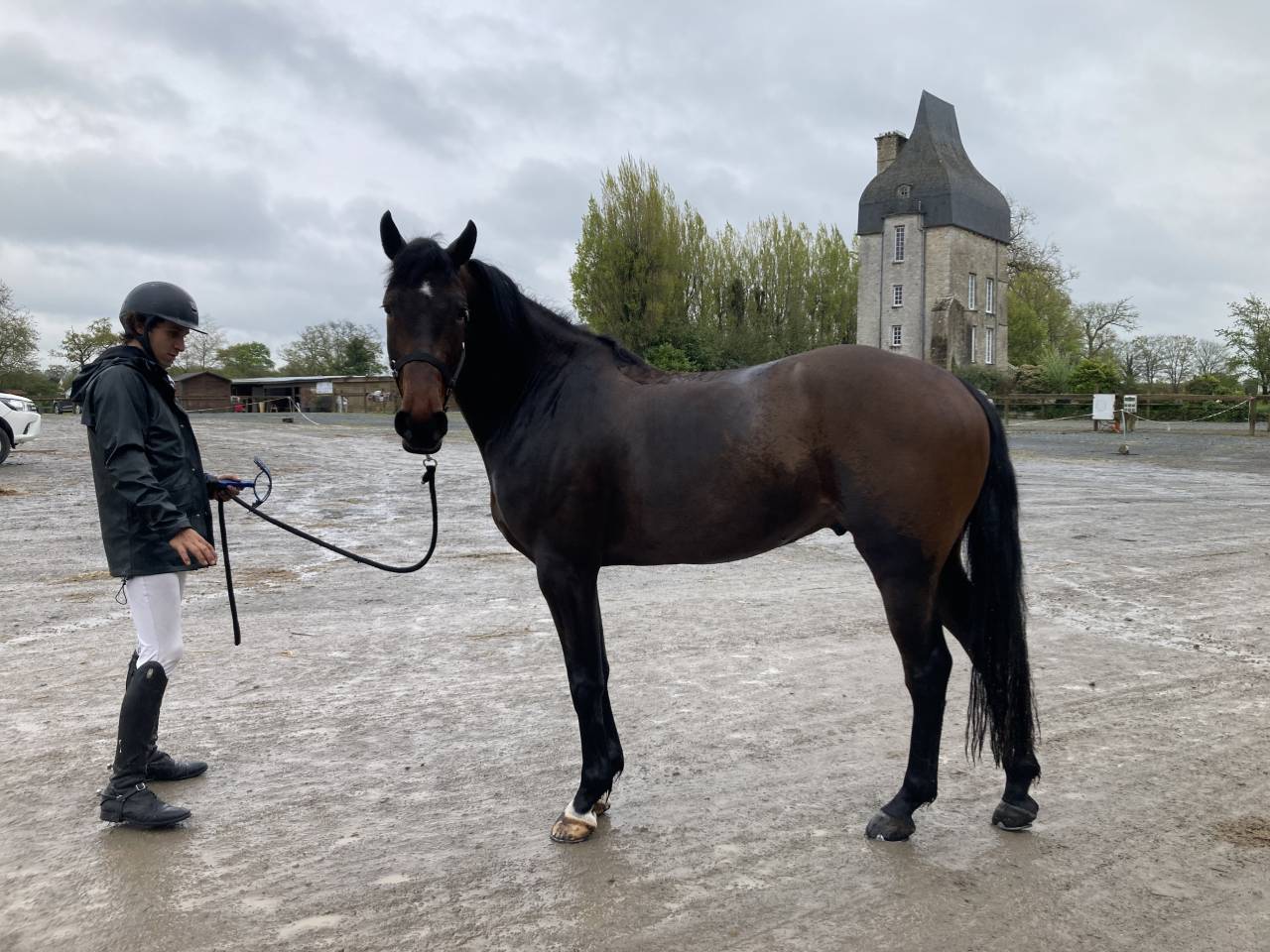 Gelding Selle Français For sale 2019 Bay