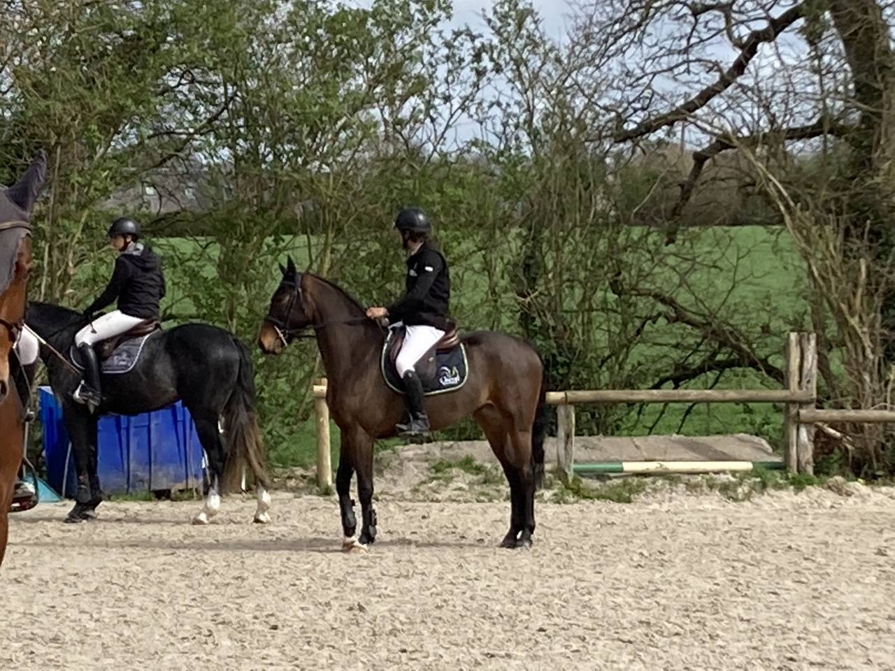 Gelding Selle Français For sale 2019 Bay