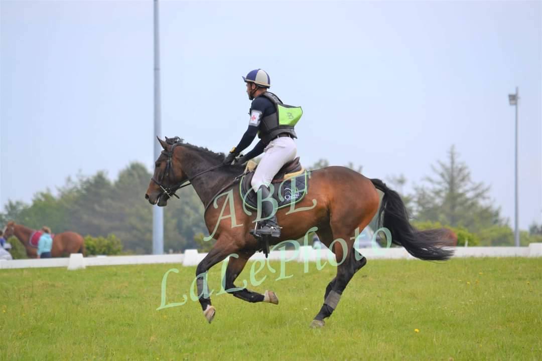 Gelding Selle Français For sale 2019 Bay