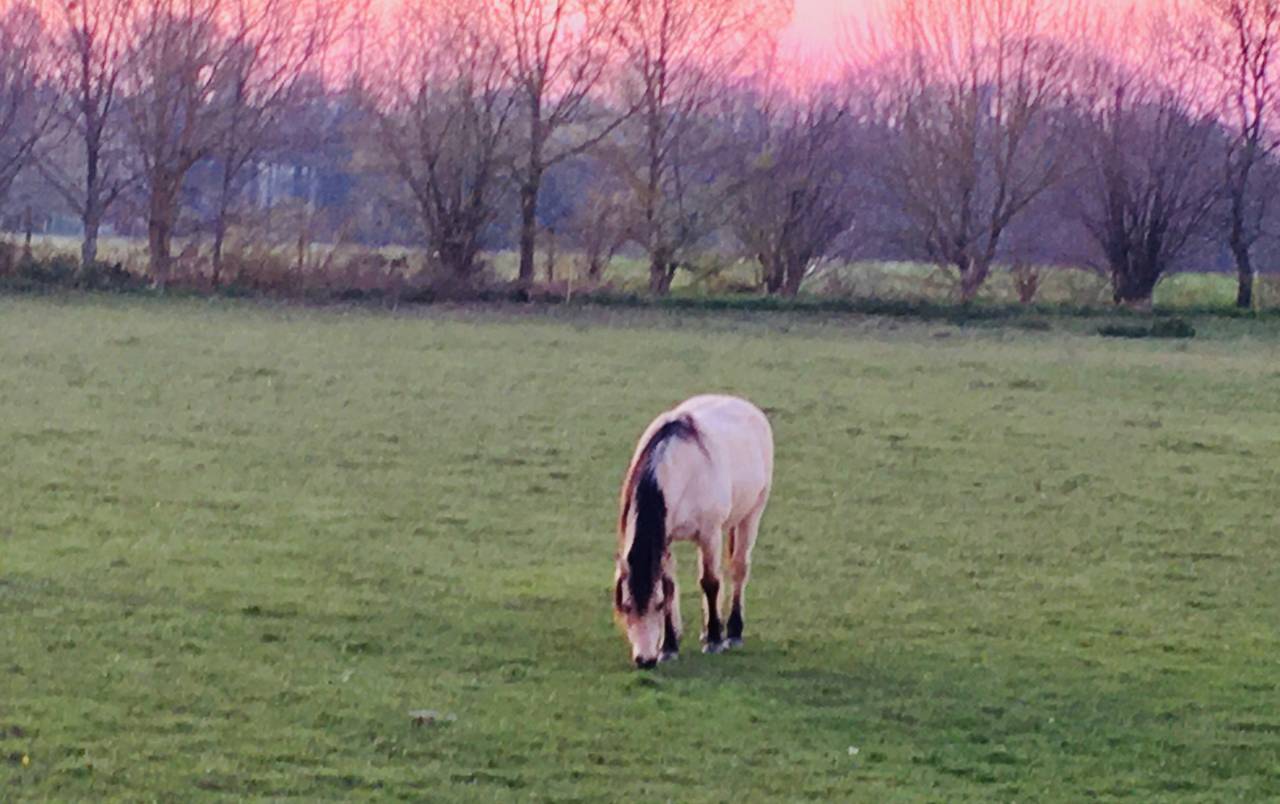 Equestrian property  Côte d'Armor
