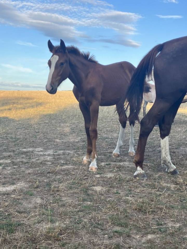 Colt Selle Français For sale 2023 Liver chestnut
