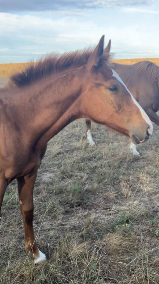 Colt Selle Français For sale 2023 Liver chestnut