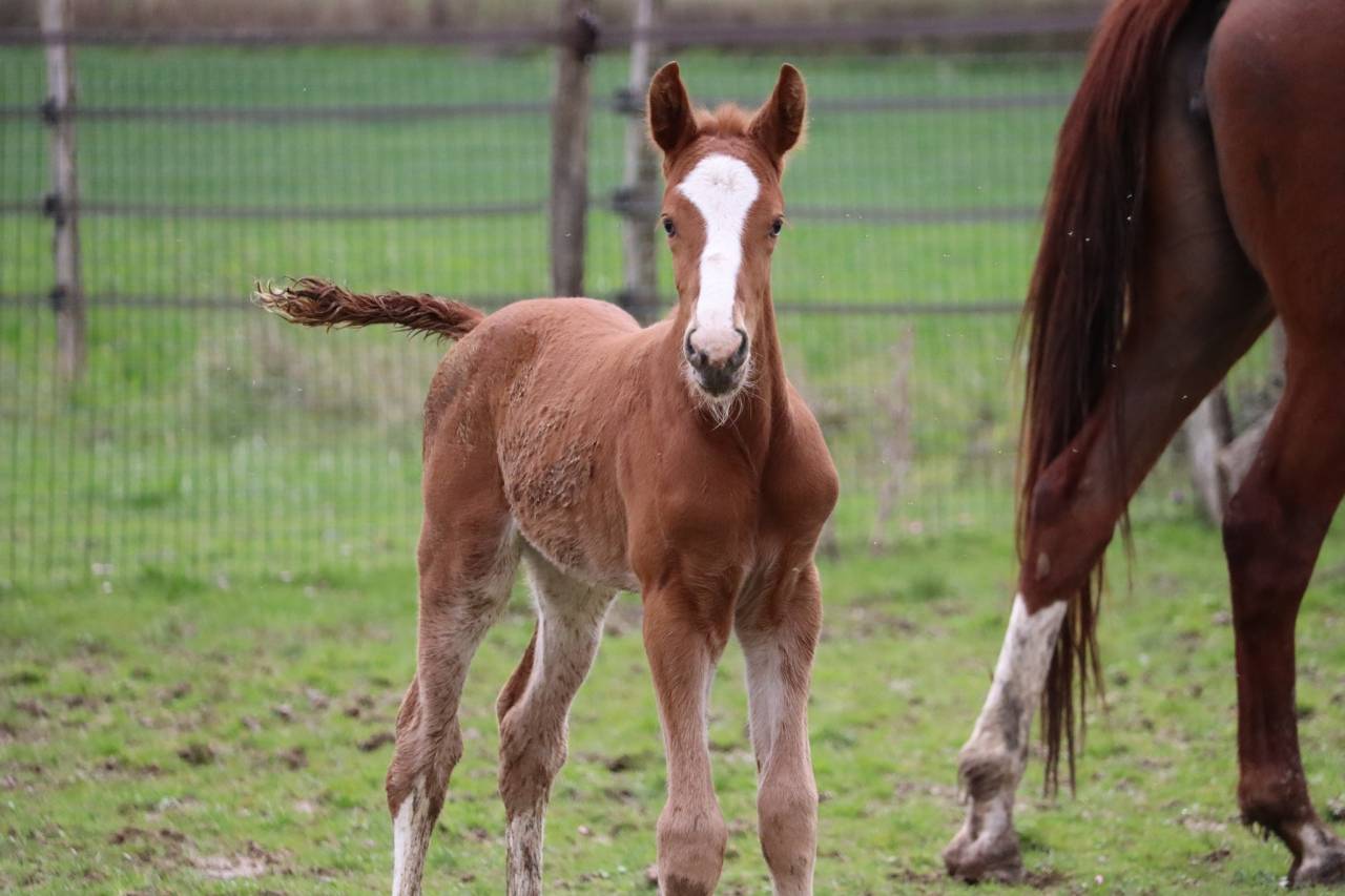 Colt Selle Français For sale 2023 Liver chestnut