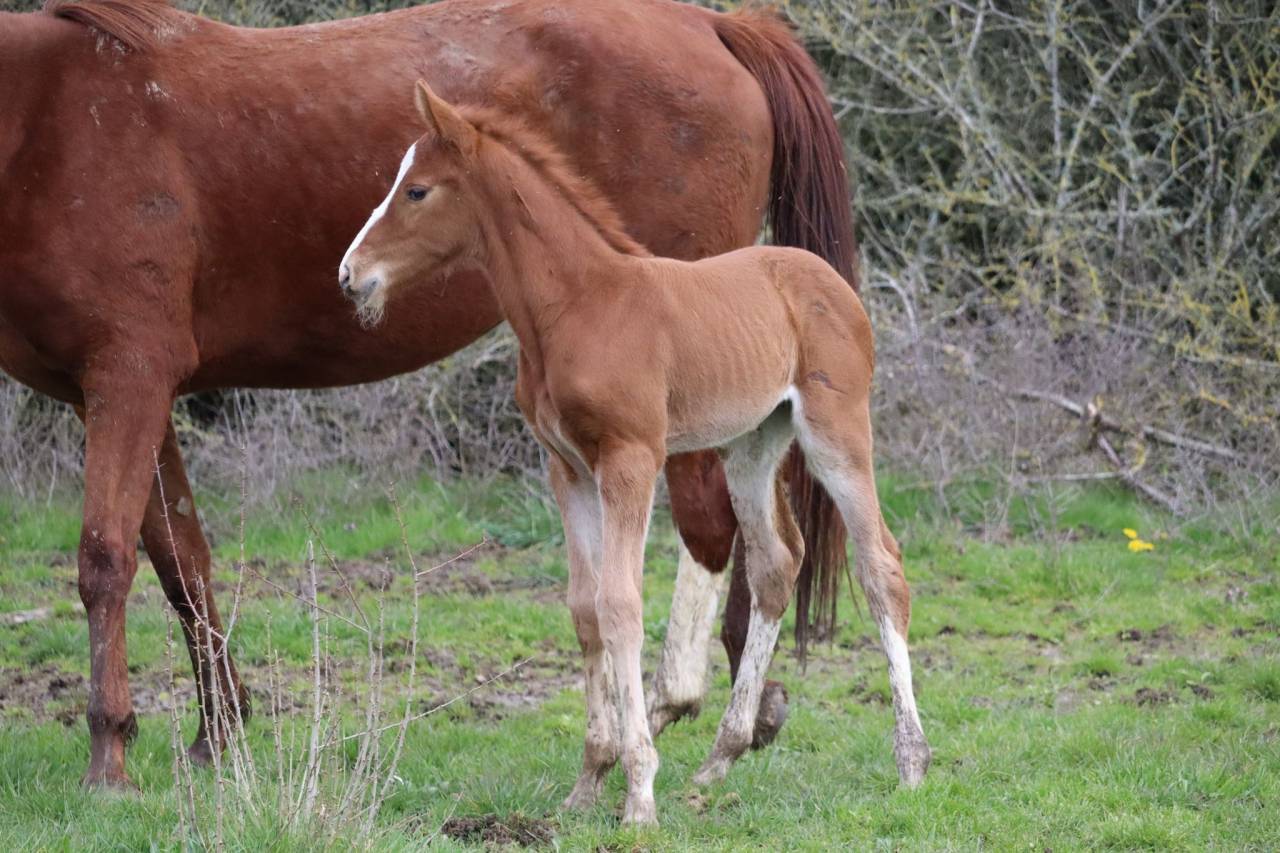 Colt Selle Français For sale 2023 Liver chestnut