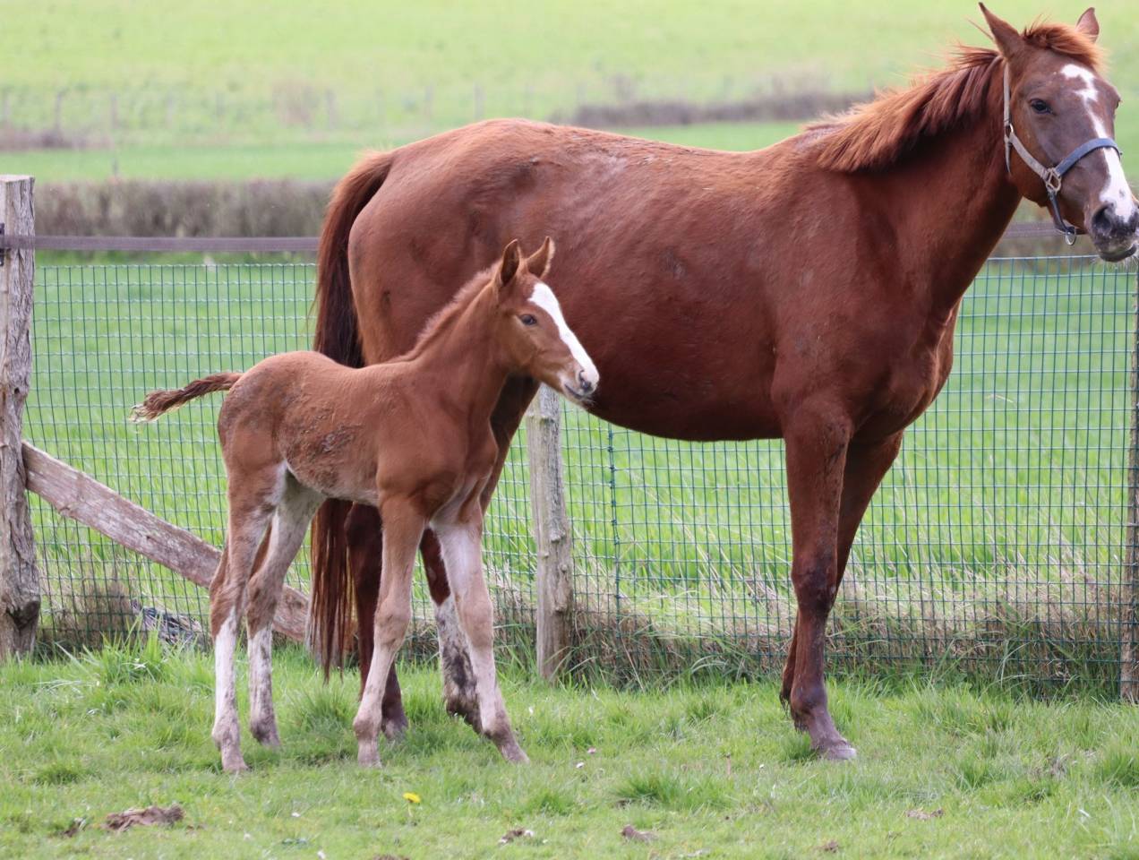 Colt Selle Français For sale 2023 Liver chestnut