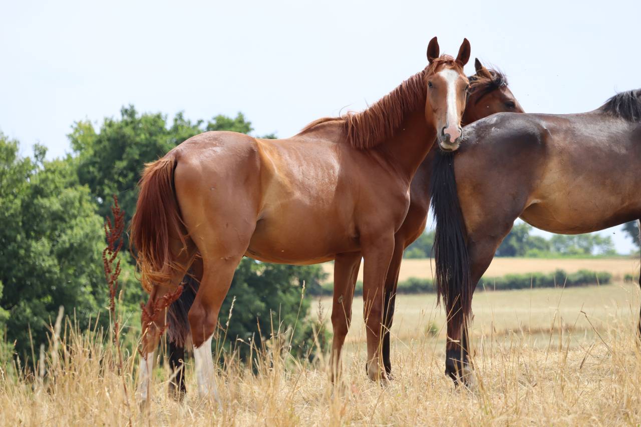 Colt Selle Français For sale 2023 Liver chestnut