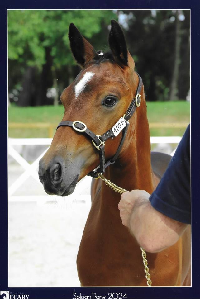 Colt French Saddle Pony For sale 2023 Bay