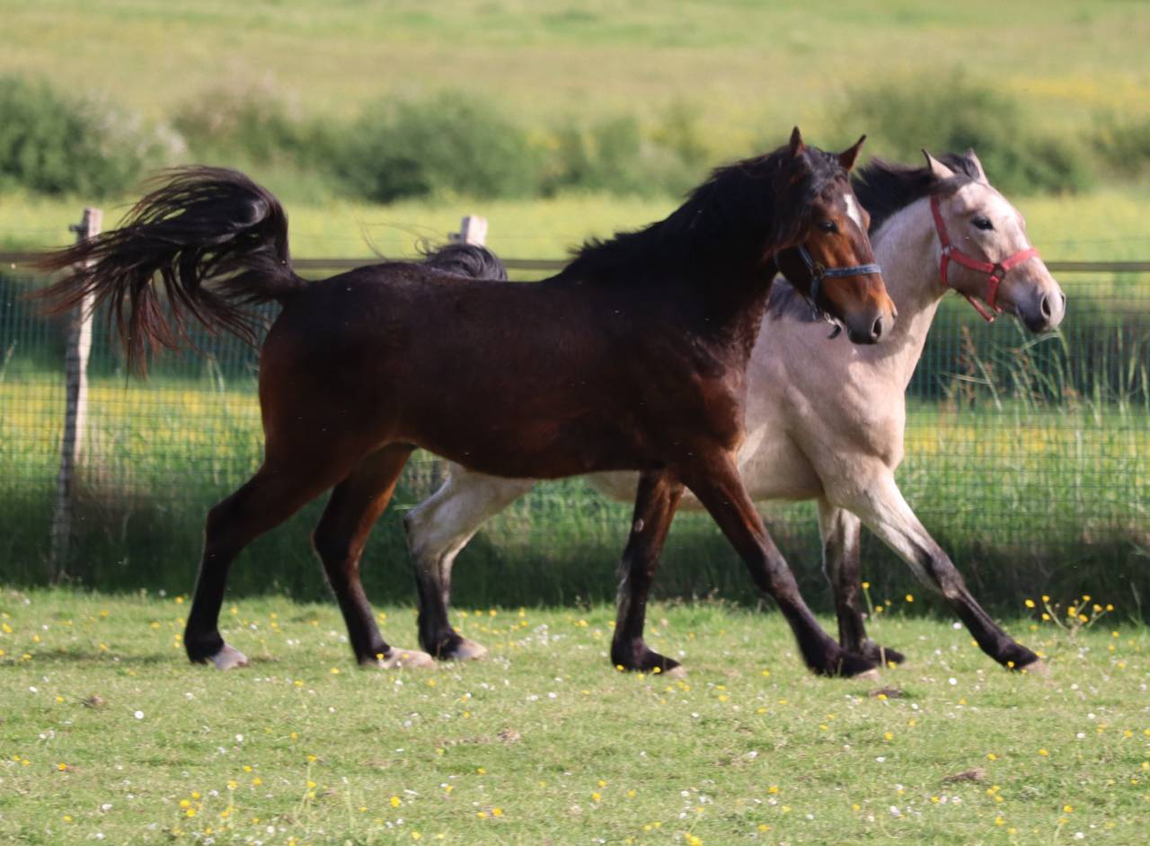 Colt French Saddle Pony For sale 2023 Bay