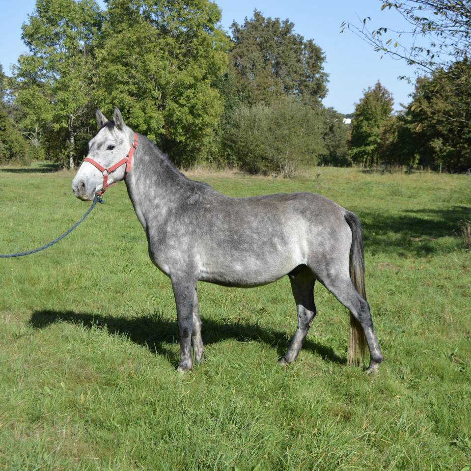 Gelding No Origin Recorded For sale 2018 Grey