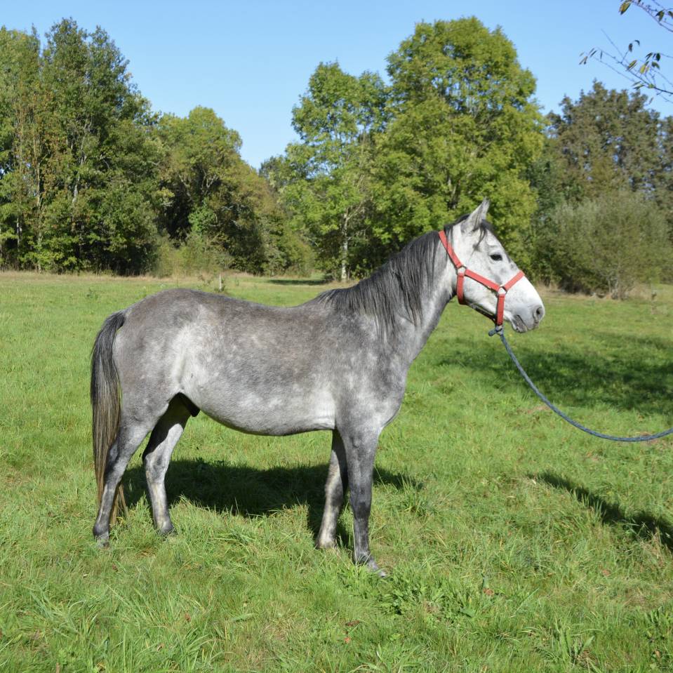 Gelding No Origin Recorded For sale 2018 Grey
