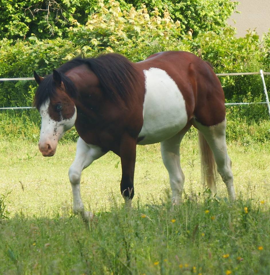 im rascal lody tr - Paint 2021 by Little Buck Rascal