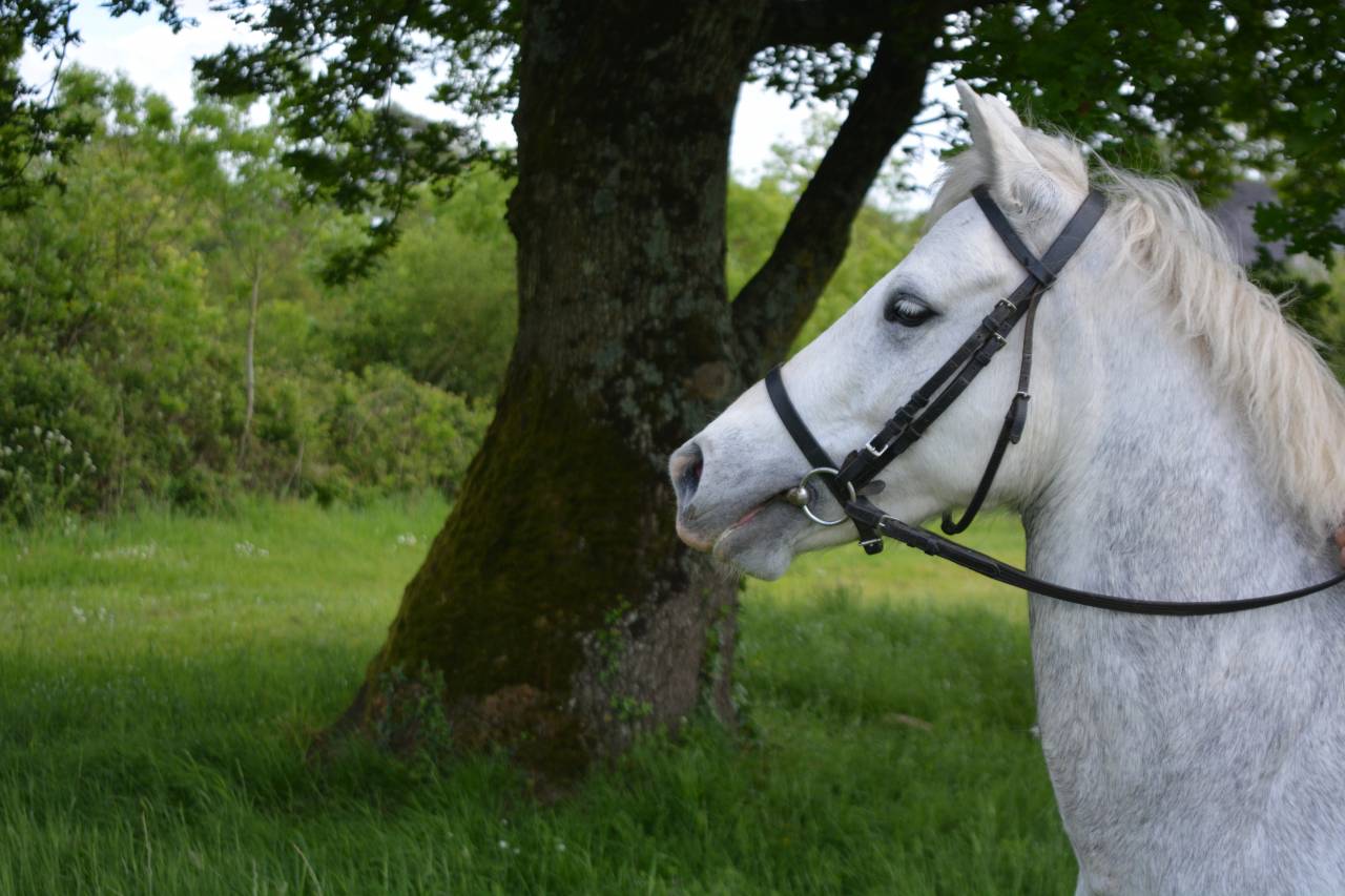 Mare Connemara For sale 2017 Grey