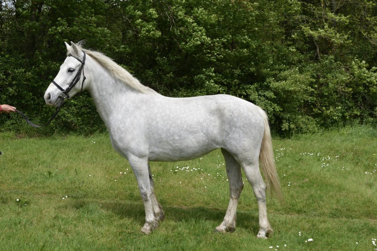 Mare Connemara For sale 2017 Grey