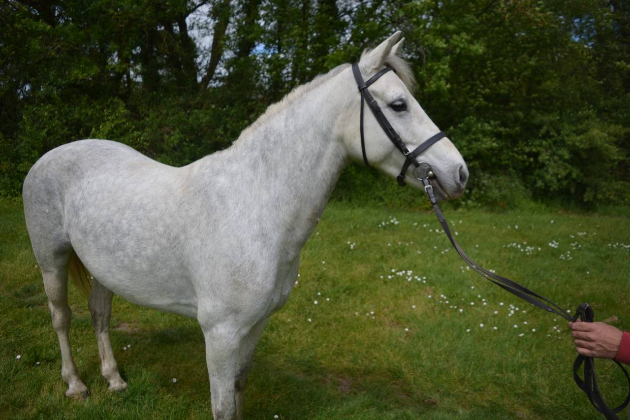 Mare Connemara For sale 2017 Grey