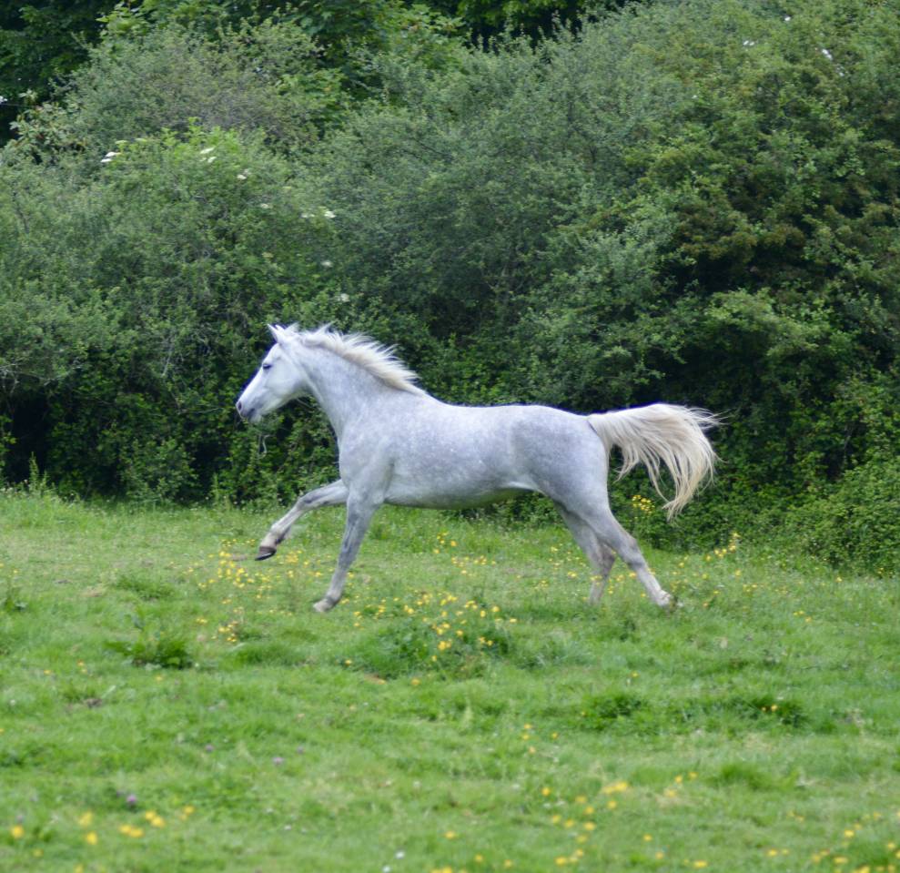 Mare Connemara For sale 2017 Grey