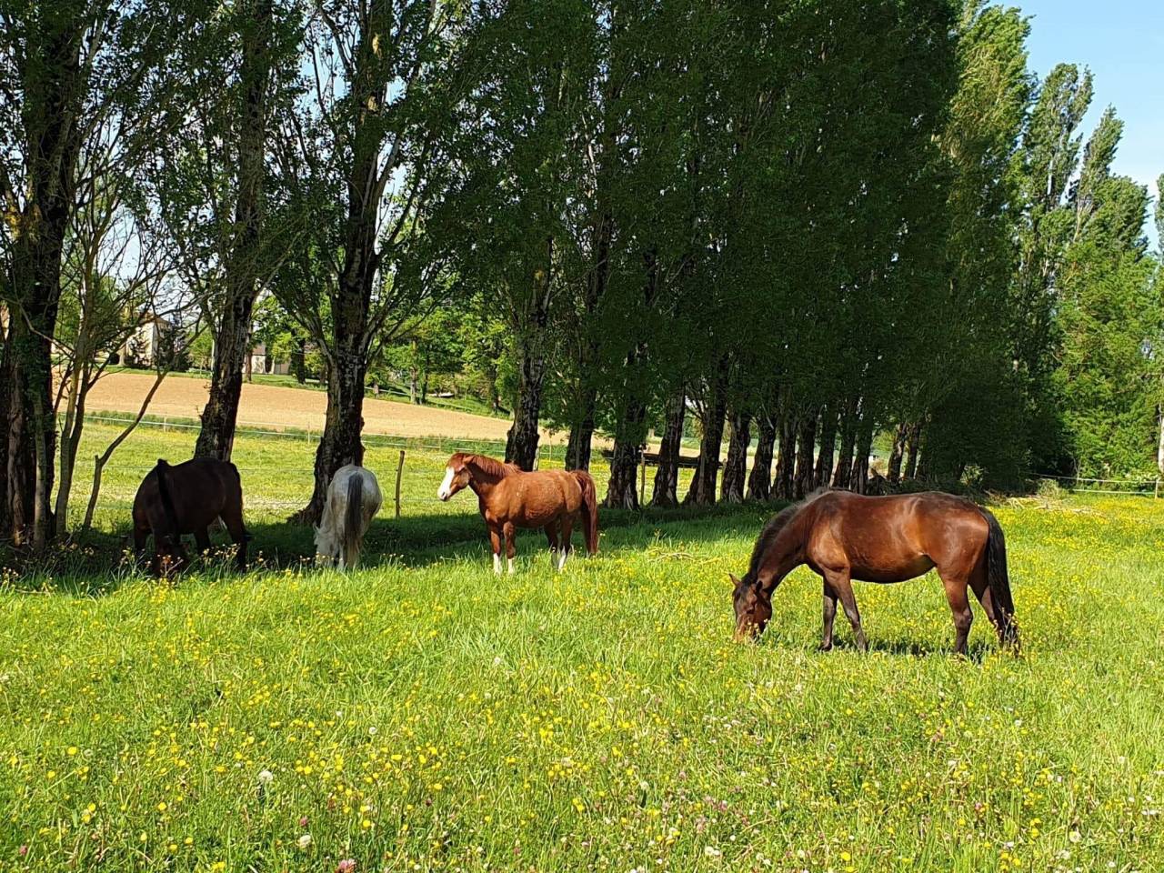 Riding school  Lot-et-Garonne