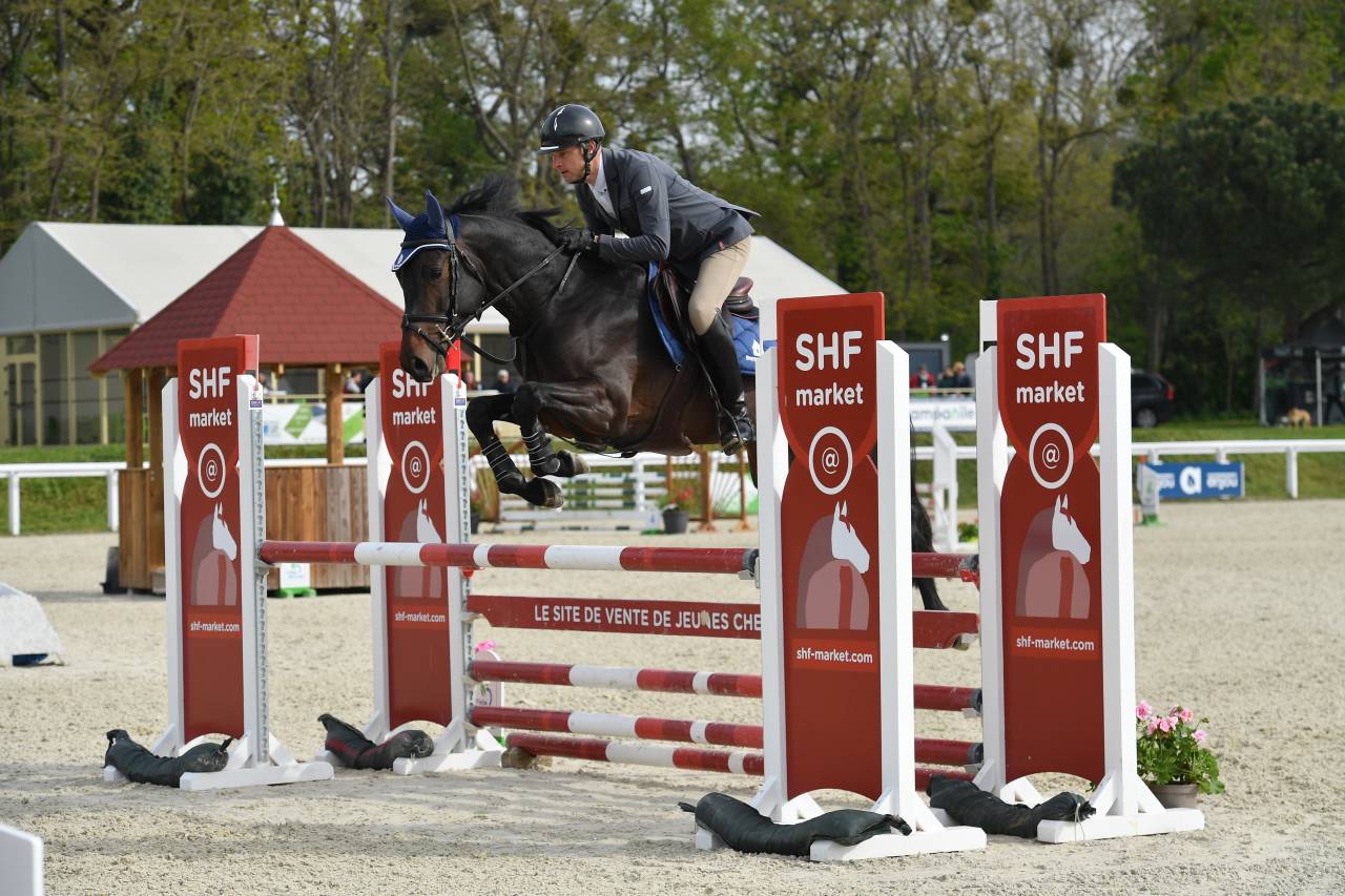 Jaguar d'hebene  - Selle Français 2019 by montender