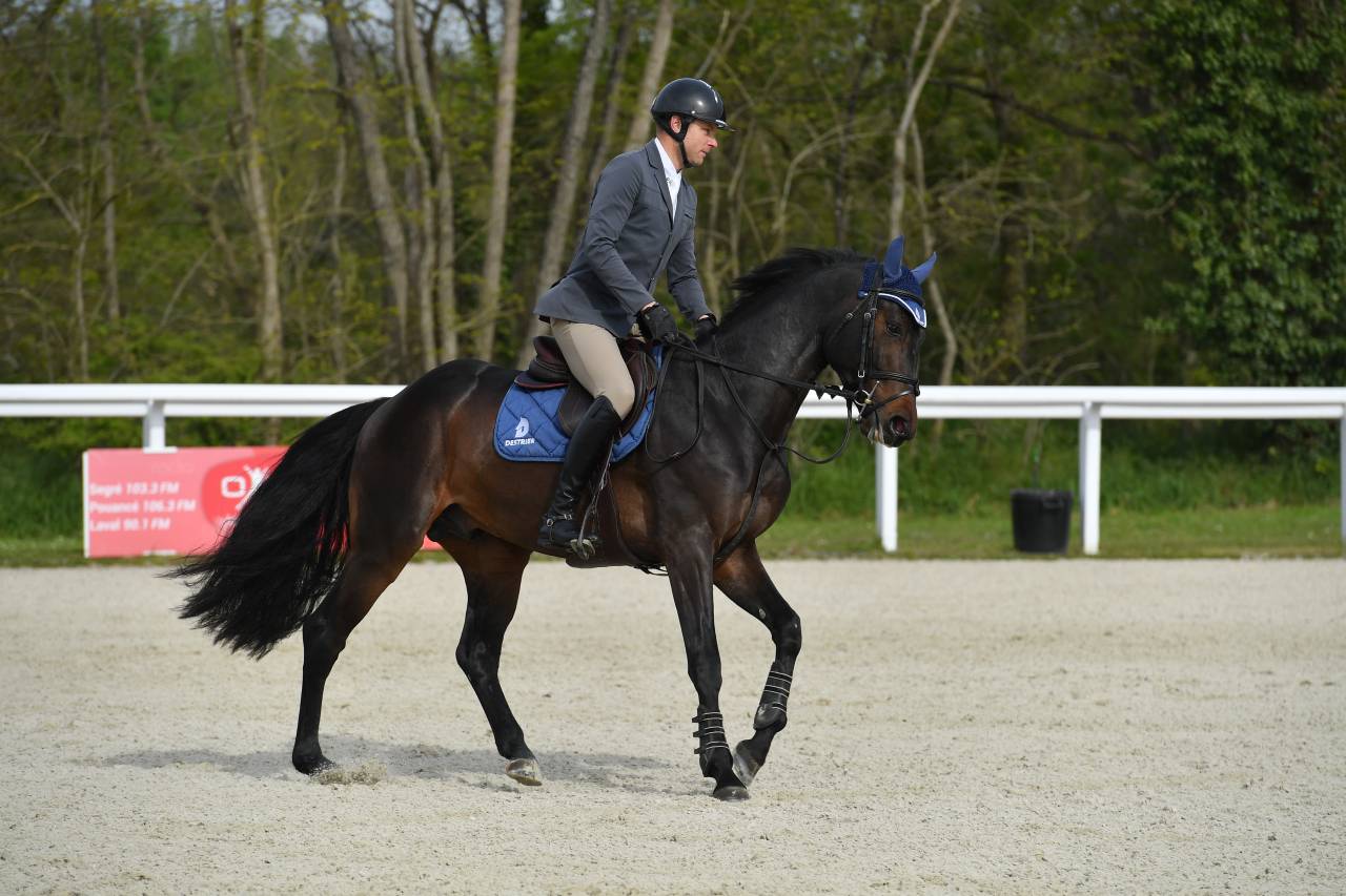 Jaguar d'hebene  - Selle Français 2019 by montender