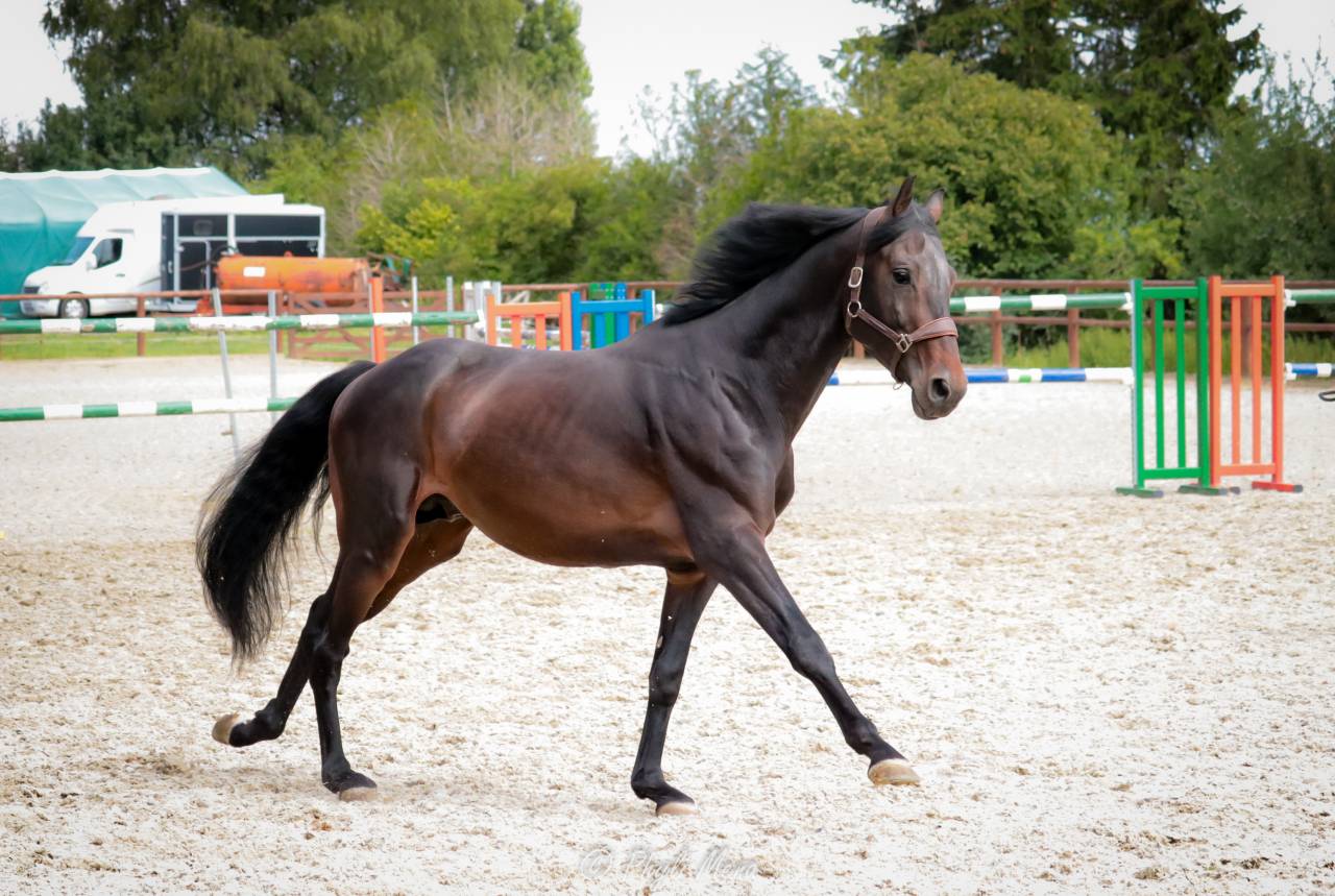 Jaguar d'hebene  - Selle Français 2019 by montender