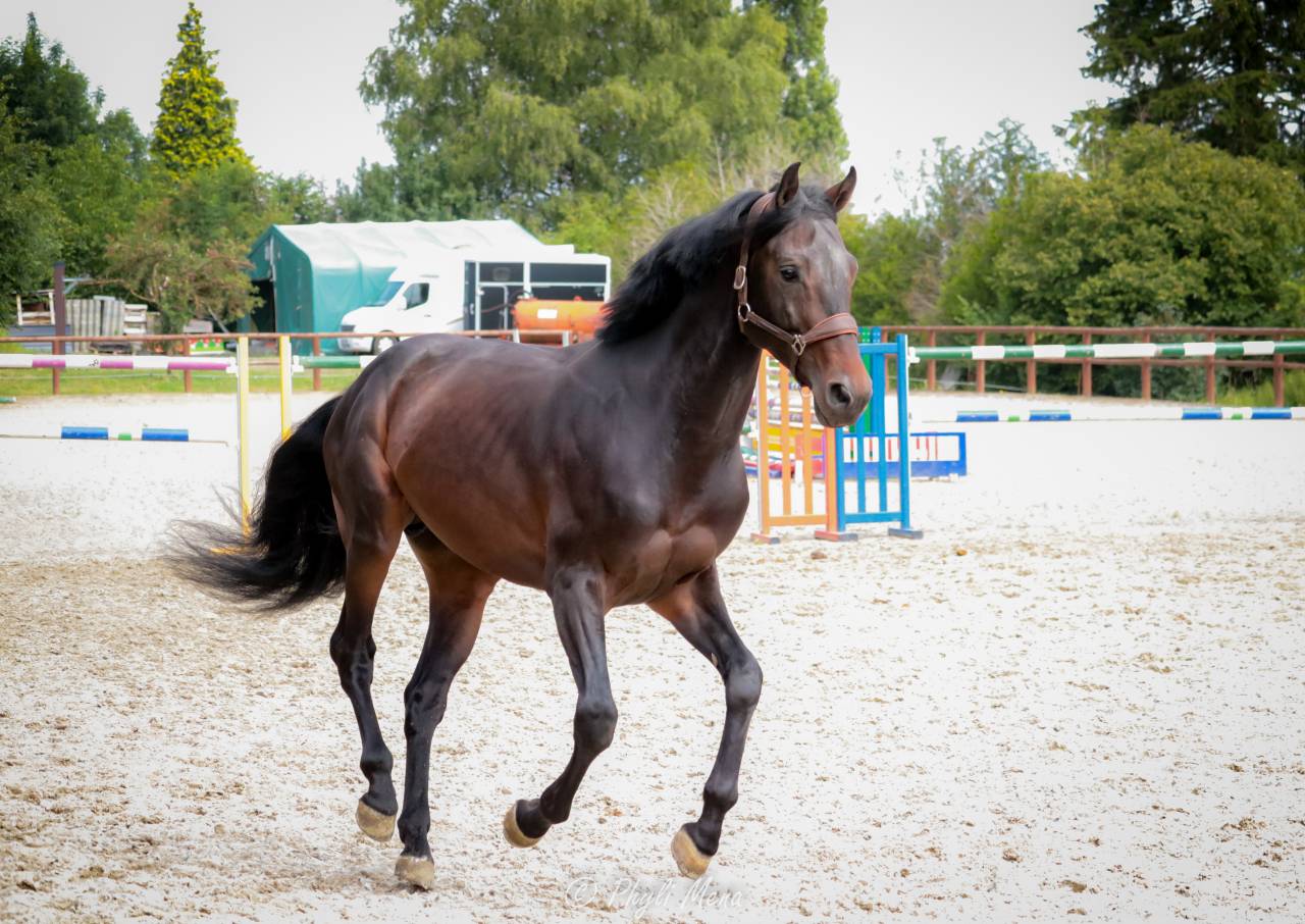 Jaguar d'hebene  - Selle Français 2019 by montender