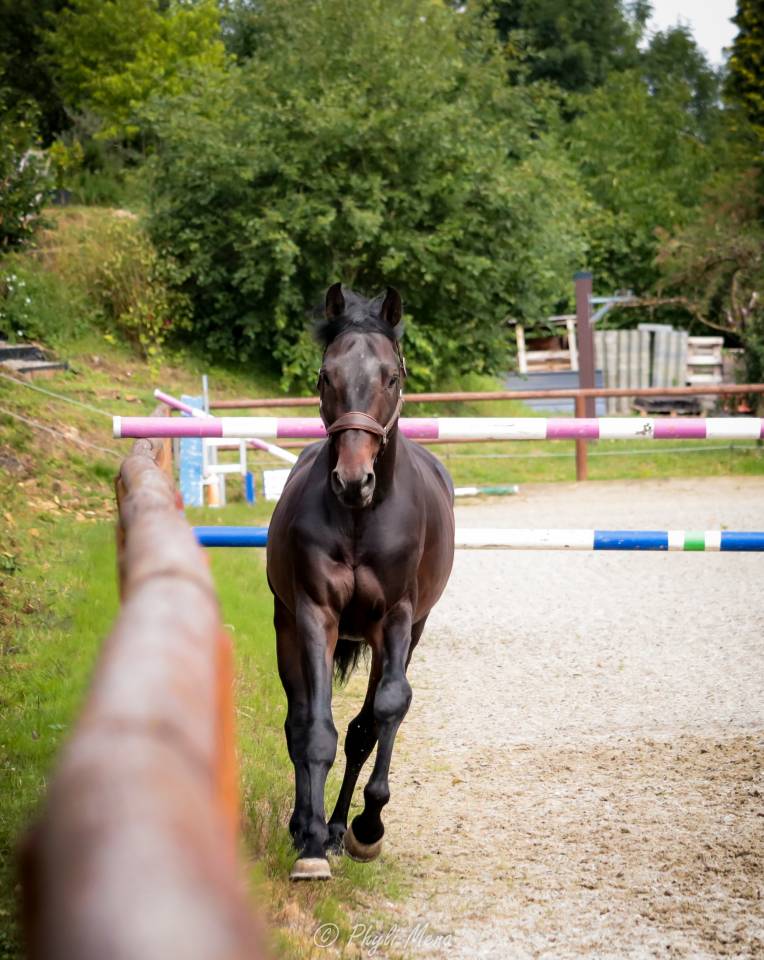 Jaguar d'hebene  - Selle Français 2019 by montender
