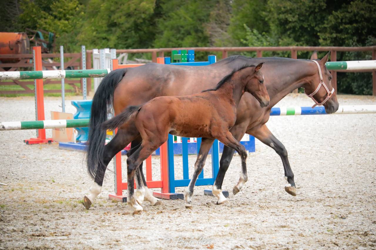 Jaguar d'hebene  - Selle Français 2019 by montender