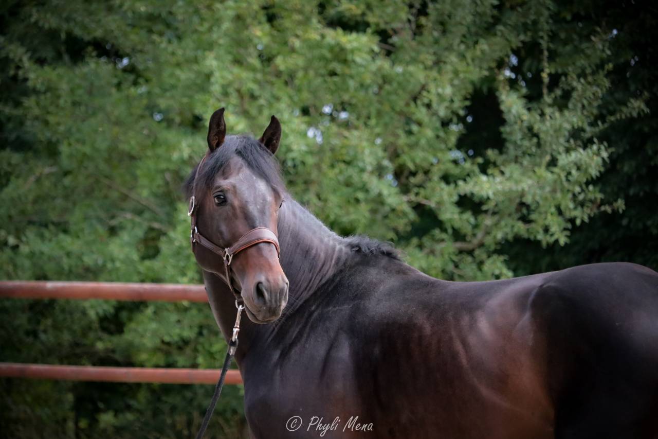 Jaguar d'hebene  - Selle Français 2019 by montender