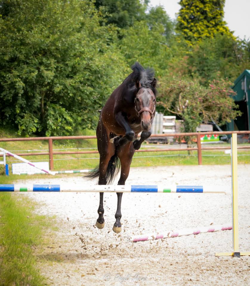 Jaguar d'hebene  - Selle Français 2019 by montender