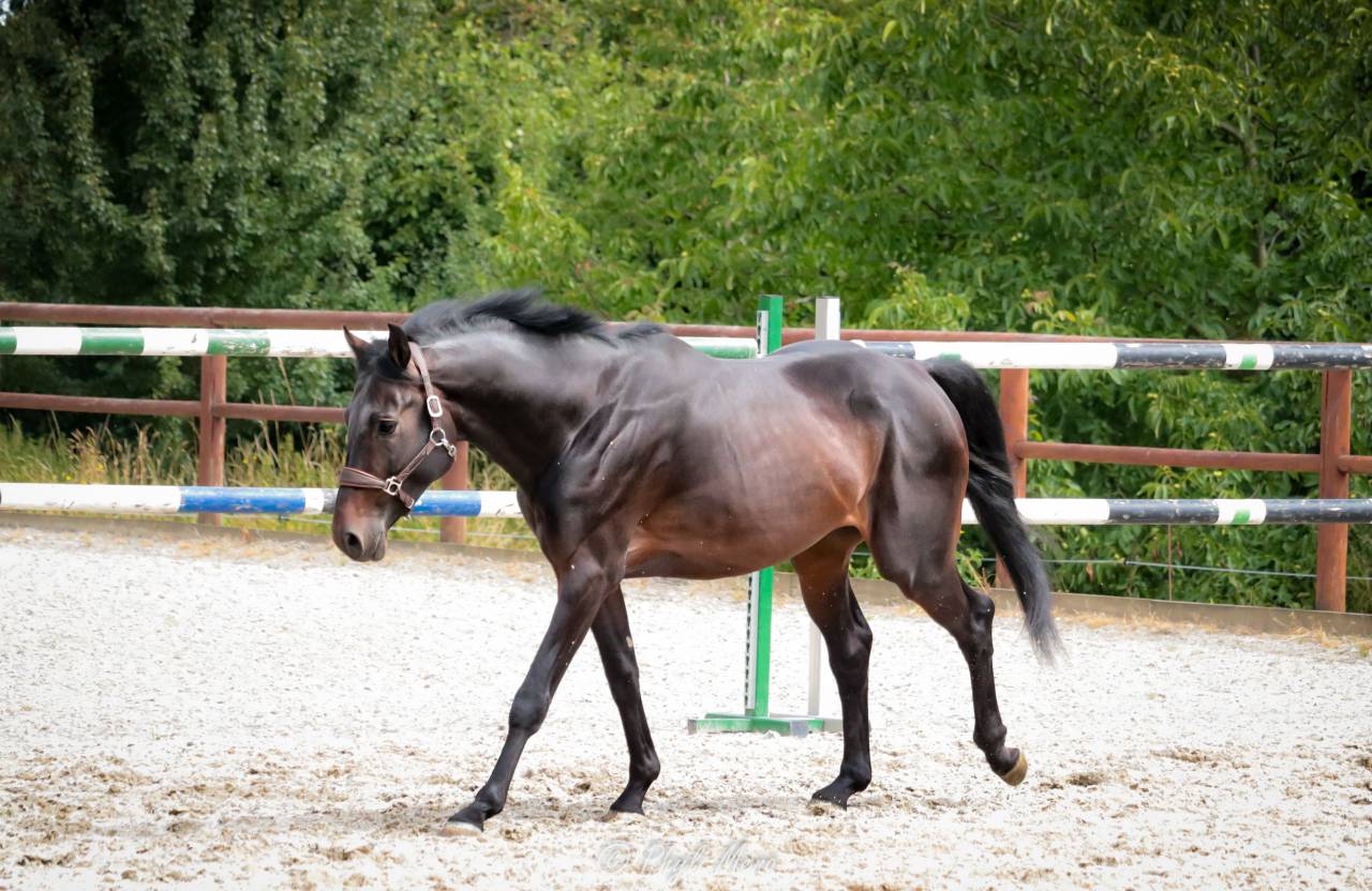 Jaguar d'hebene  - Selle Français 2019 by montender