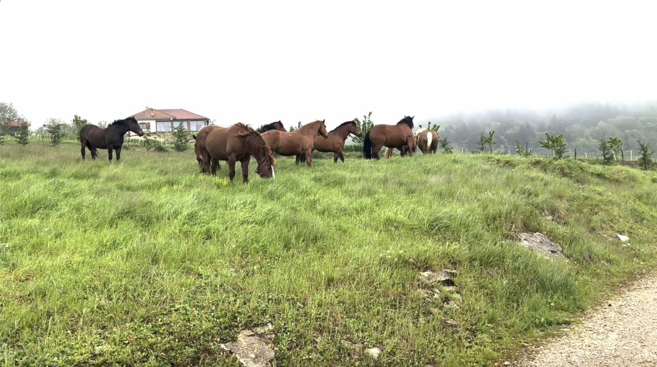 Equestrian property  Ain