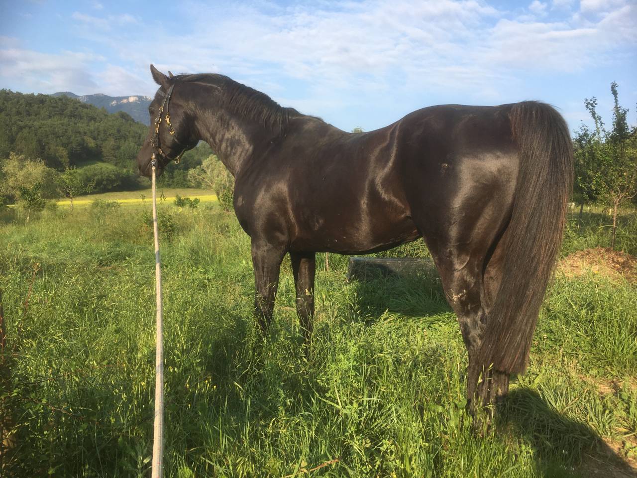 Shawa de LIS - Shagya Arabian 2006 by DAHOMAN XXXIX 11