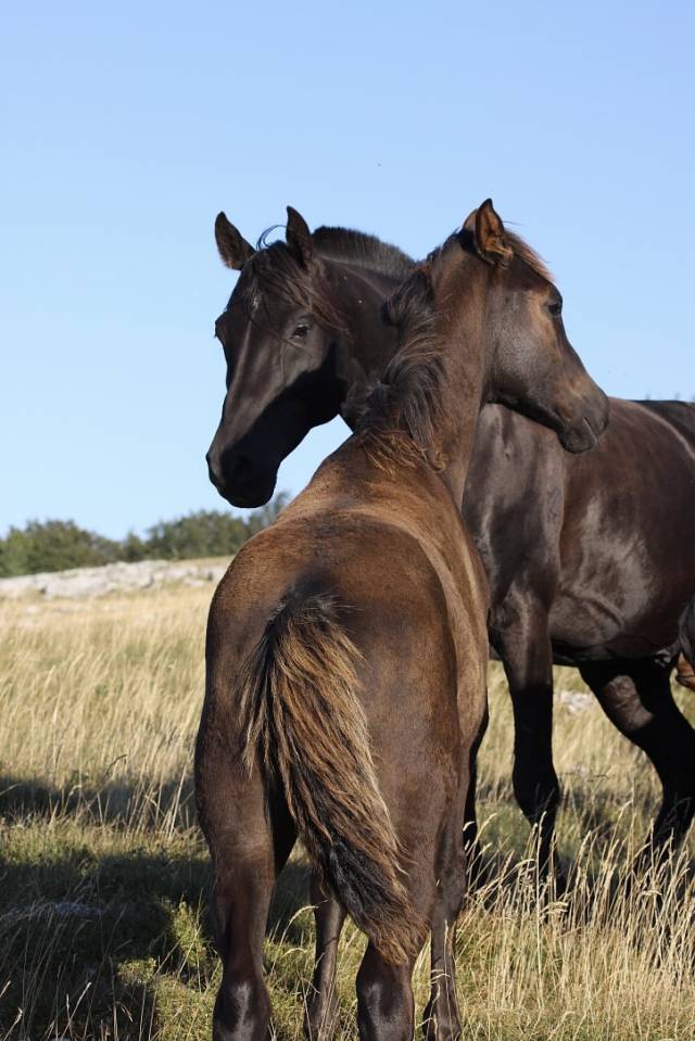 Shawa de LIS - Shagya Arabian 2006 by DAHOMAN XXXIX 11